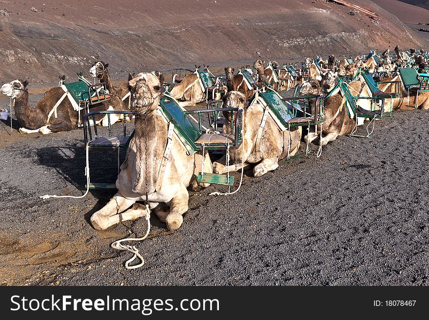 Camels in volcanic area in Lanzarote. Camels in volcanic area in Lanzarote