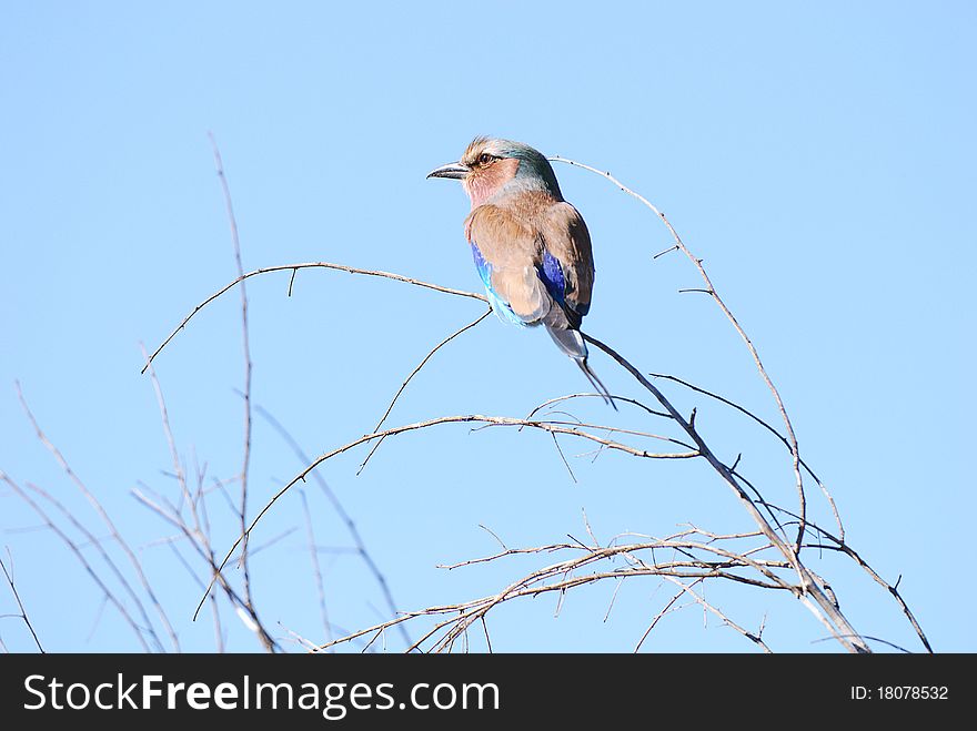 A lilac breasted roller sitting in a tree top