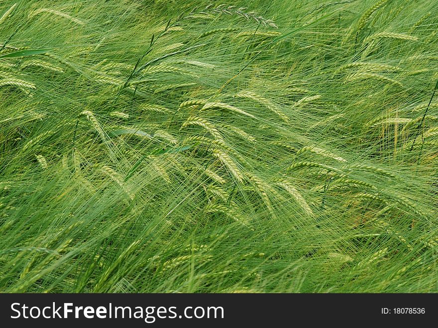 A field with the green ear on the wind. A field with the green ear on the wind