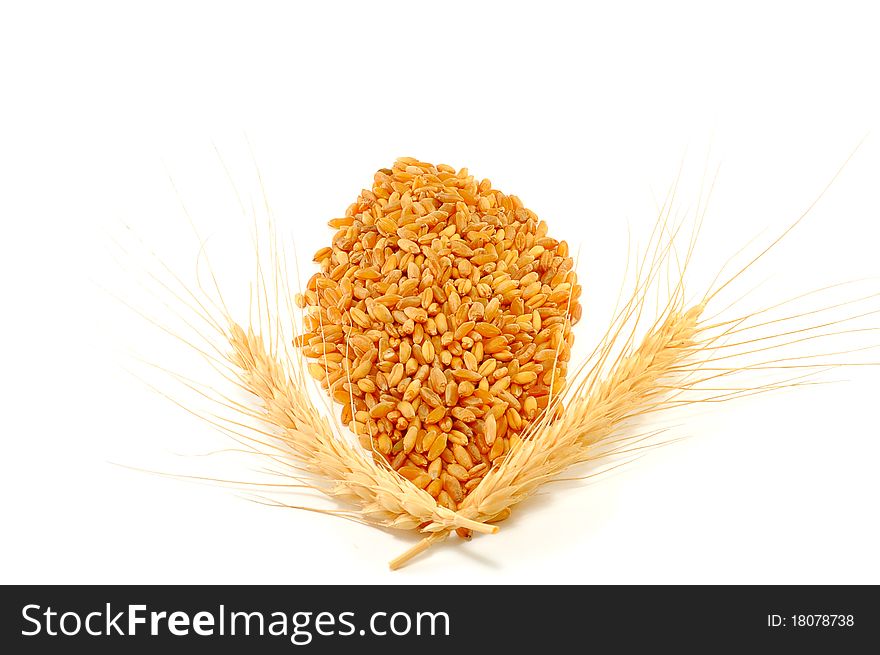 Wheat ears are isolated on a white background