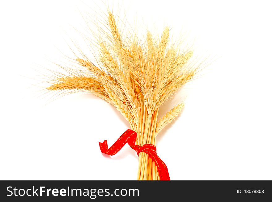 Wheat ears are isolated on a white background