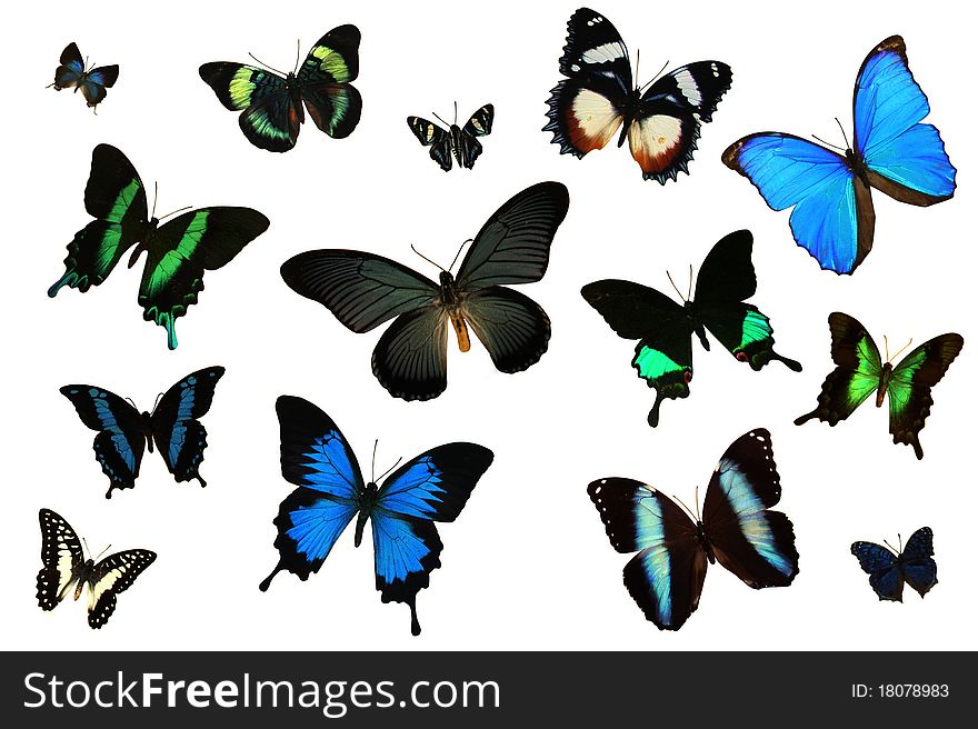 Over a dozen of gaily colorful butterflies for use as a group or individually. Over a dozen of gaily colorful butterflies for use as a group or individually.