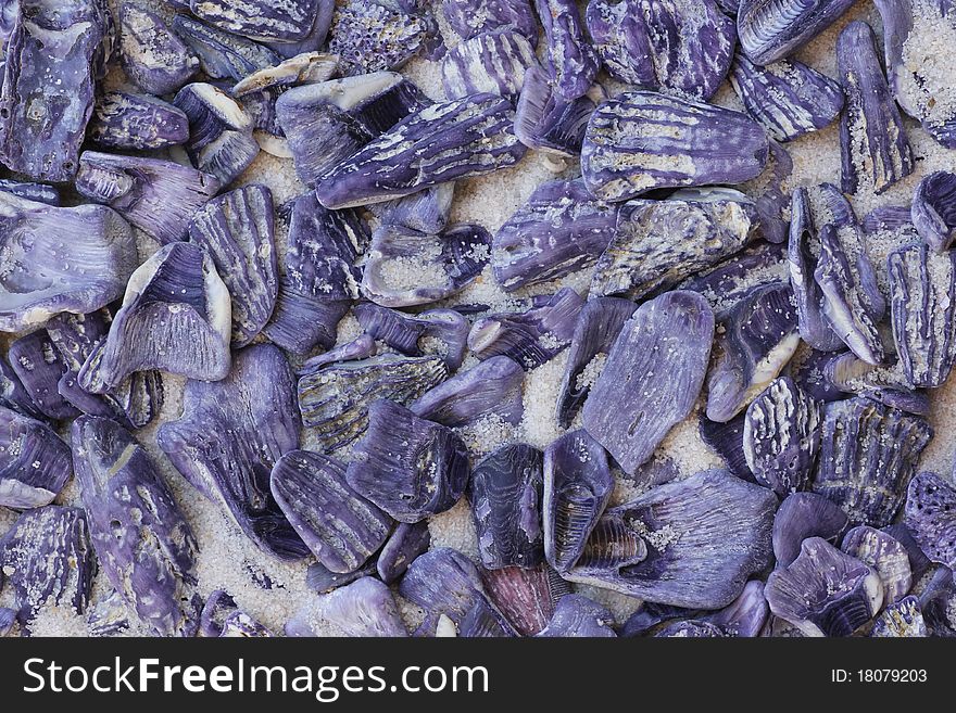 Purple seashells clustered in sand