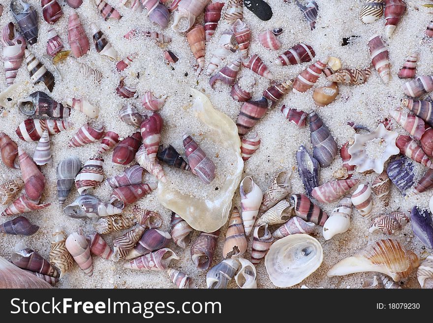 Coned seashells in sand at beach
