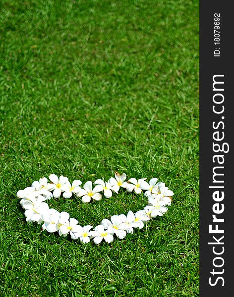 Heart from white frangipani on green field. Heart from white frangipani on green field