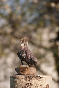 Wooden Bird Stock Photography Wooden Bird Stock Photography