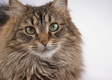 Tabby Cat On A White Background Royalty Free Stock Photography Tabby Cat On A White Background Royalty Free Stock Photography