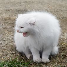 White Fluffy Cat Royalty Free Stock Images