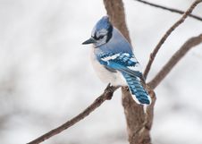 Single Blue Jay Sits On A Tree Branch Royalty Free Stock Image Single Blue Jay Sits On A Tree Branch Royalty Free Stock Image