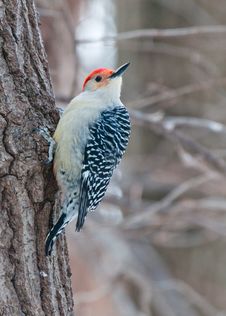 Red Bellied Woodpecker Sitting On A Tree Stock Images Red Bellied Woodpecker Sitting On A Tree Stock Images