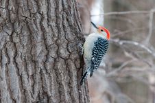 Red Bellied Woodpecker Sits On The Tree Stock Photos Red Bellied Woodpecker Sits On The Tree Stock Photos