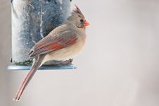 Female Cardinal Sits On The Bird Feeder Stock Images