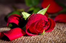 Macro Image Of Dark Red Rose With Water Droplets. Stock Photos