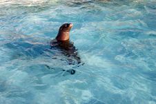 Sea Lion, The Sea Lion Sleeps Royalty Free Stock Photo