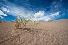 Sand And Desert Plants Royalty Free Stock Images Sand And Desert Plants Royalty Free Stock Images