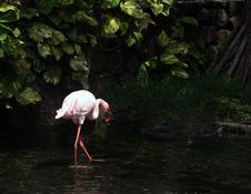 Flamingo Royalty Free Stock Photography Flamingo Royalty Free Stock Photography