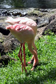 Flamingo Royalty Free Stock Photos