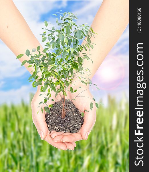 Hand with a plant on background of blue sky with sun and green field
