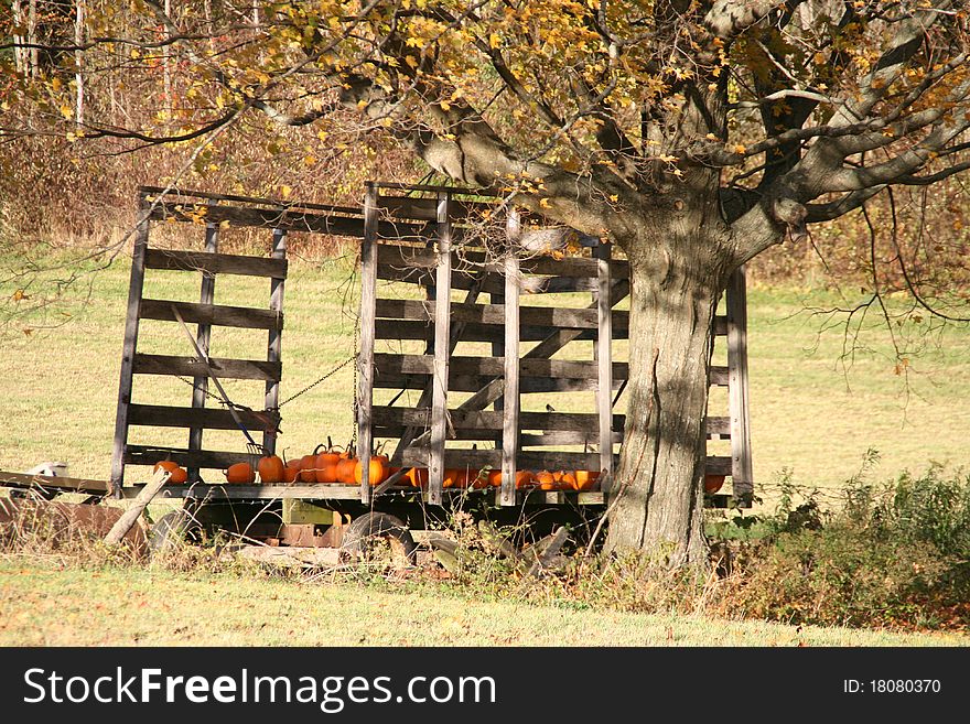 A farm wagon sits under a tree with a partial load of pumpkins from the fall harvest. A farm wagon sits under a tree with a partial load of pumpkins from the fall harvest.