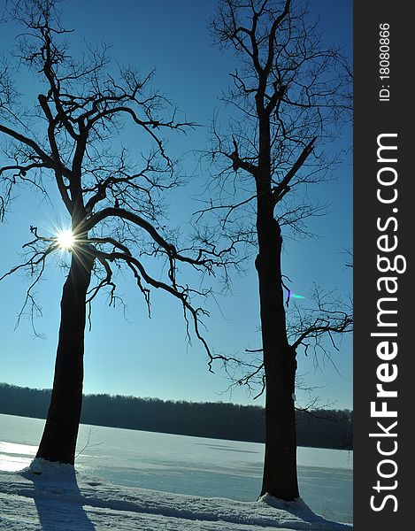 Silhouette of trees on winter time