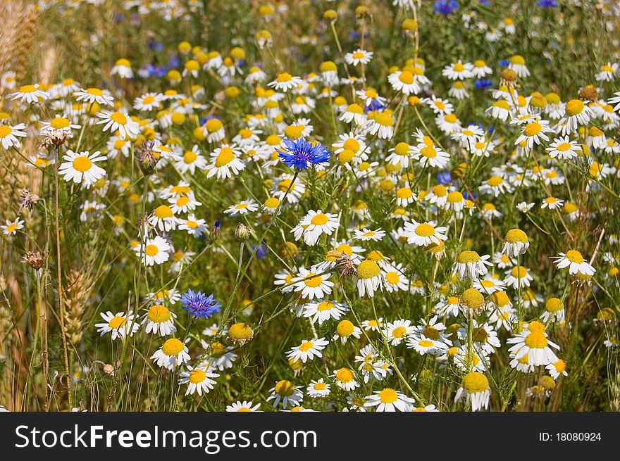 Field with wild cornflowers and camomiles
