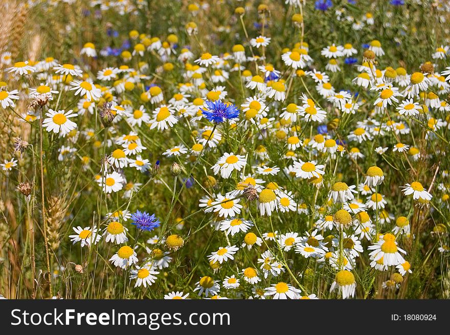 Field With Cornflowers And Camomiles