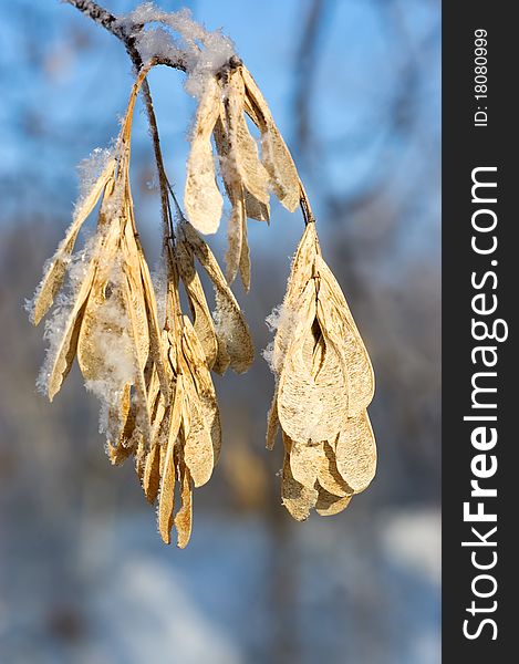 Winter snow branches of tree on a blue sky background