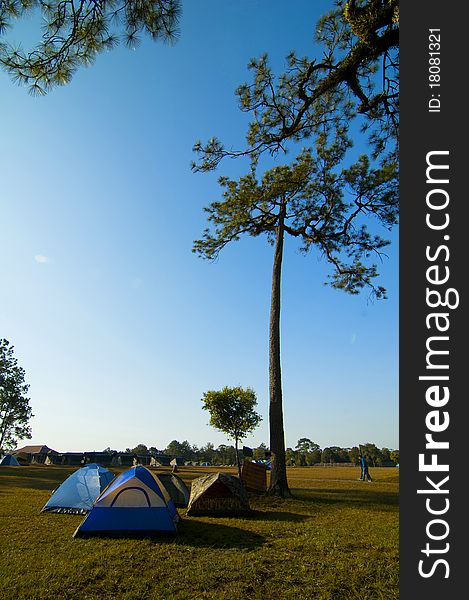 Campground tents in pine forest. Campground tents in pine forest