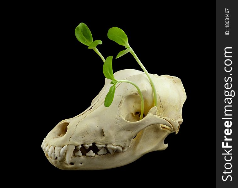 Dog skull with green sprouts shooting through it. Dog skull with green sprouts shooting through it