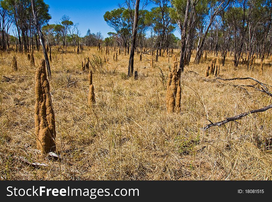 Termite Mounds