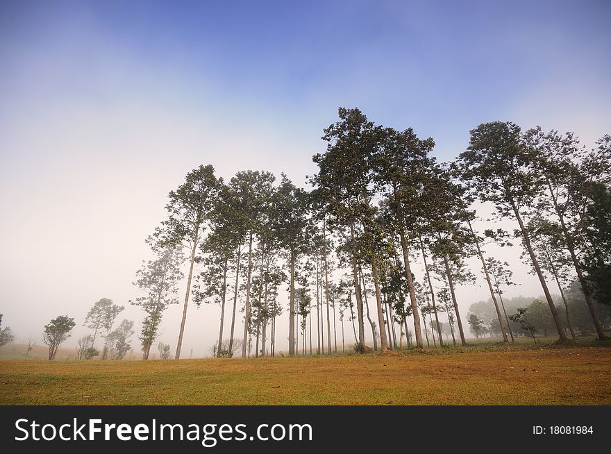 Group of tall trees in the forest during sunrise