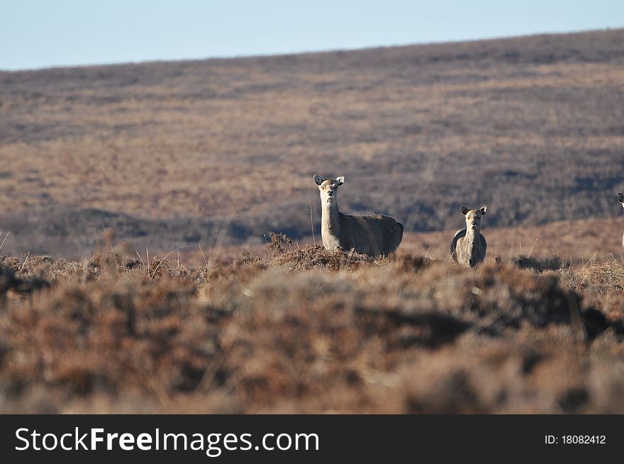 Wildlife in wicklow mountains national park. Wildlife in wicklow mountains national park