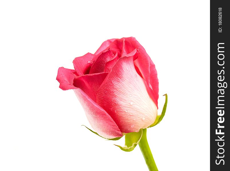 Pink rose on a white background