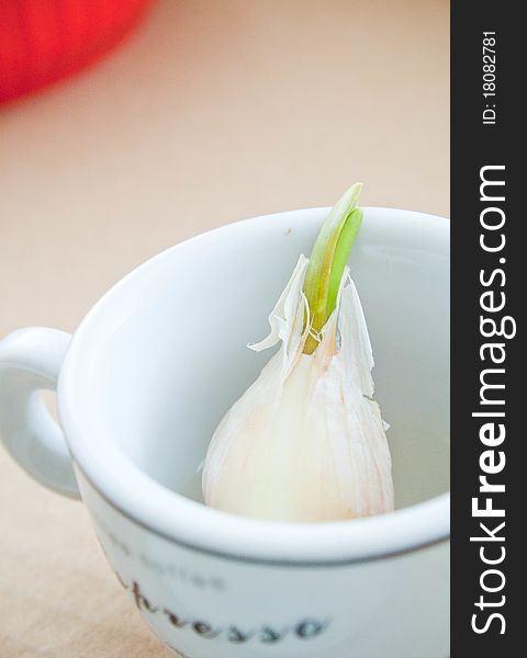 Garlic in a coffee cup in the table