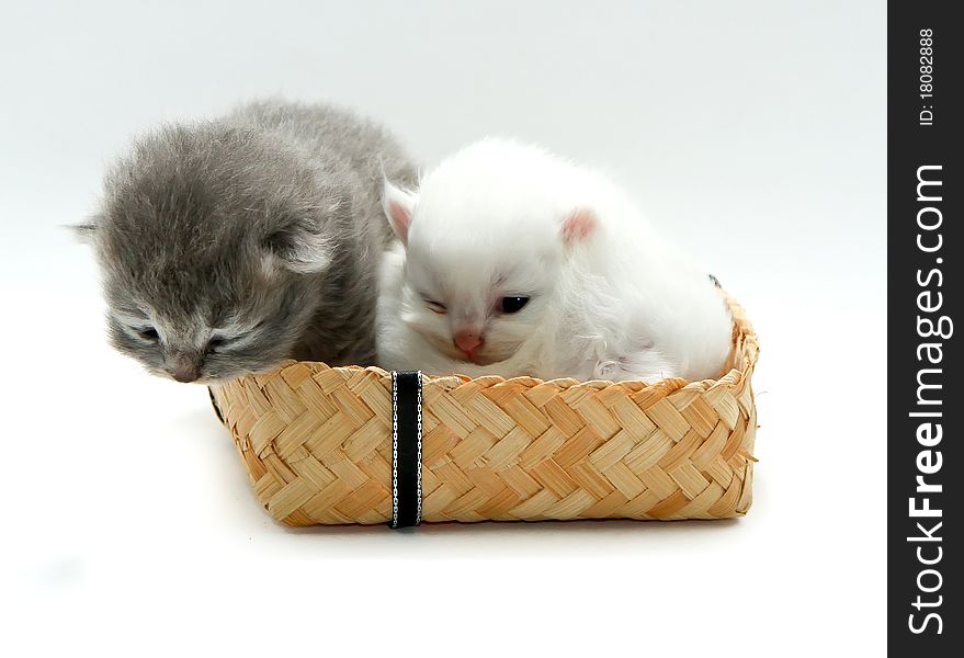 New Born Kitten