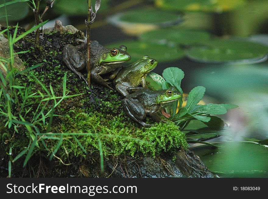 Three green Bullfrogs enjoying sunny summer day