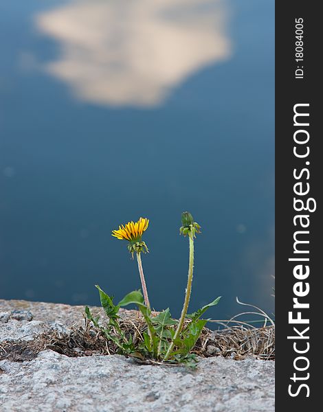 Dandelion near pond in park