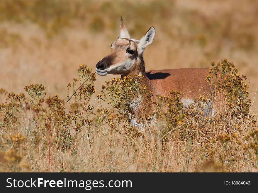 Female pronghorn antelope feeding on bushes in Montana. Female pronghorn antelope feeding on bushes in Montana.