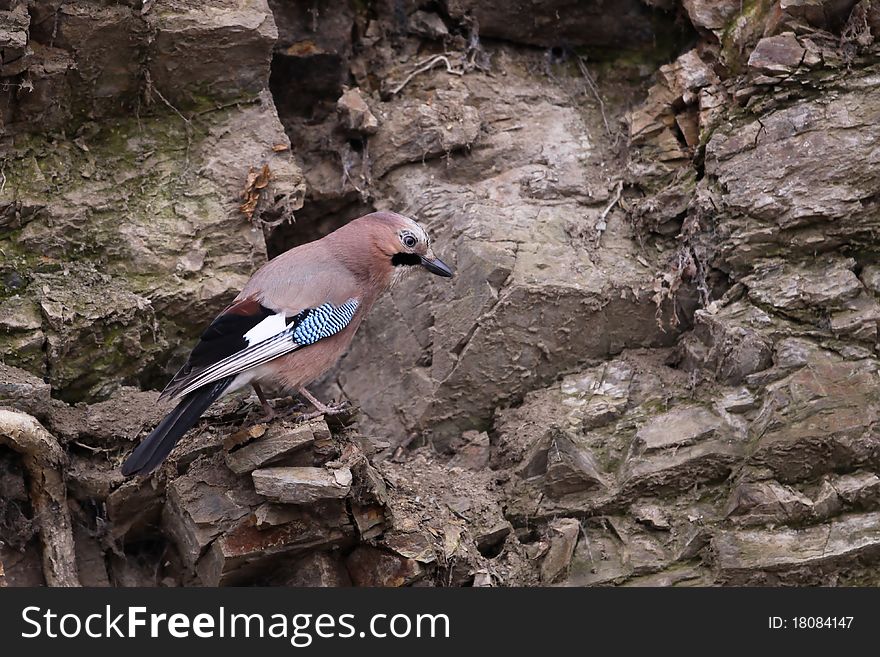 Eurasian jay sitting on the rock.