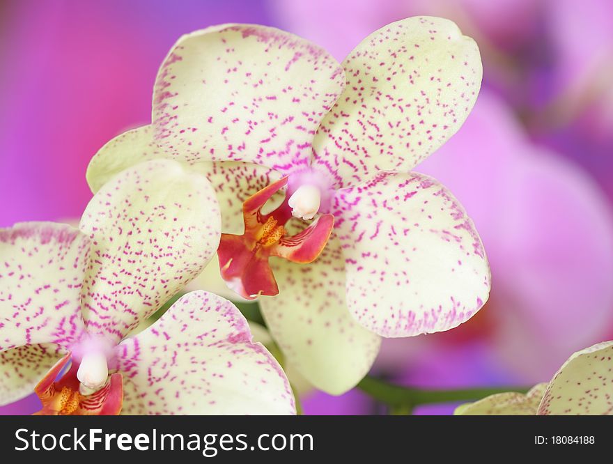 Close up of  spring orchid