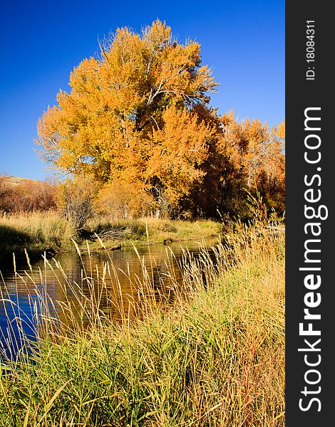 Bright orange foliage of a cottonwood tree reflects in the water of a Montana river. Bright orange foliage of a cottonwood tree reflects in the water of a Montana river.