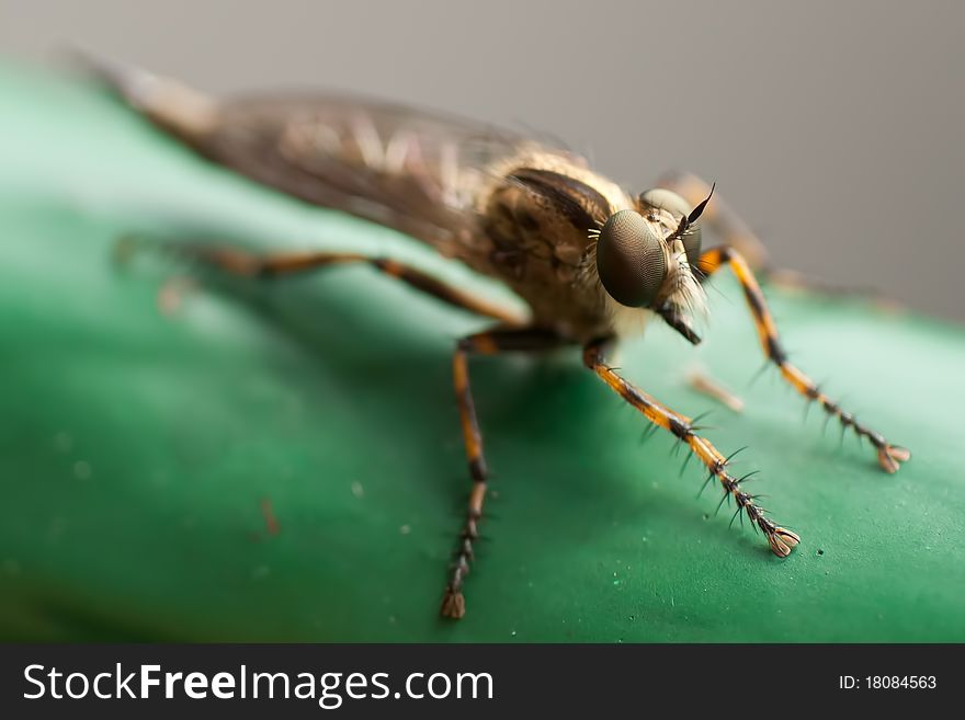 A beautiful macro of robberfly. A beautiful macro of robberfly
