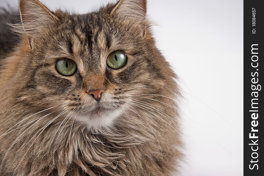 Green-eyed tabby cat on a white background