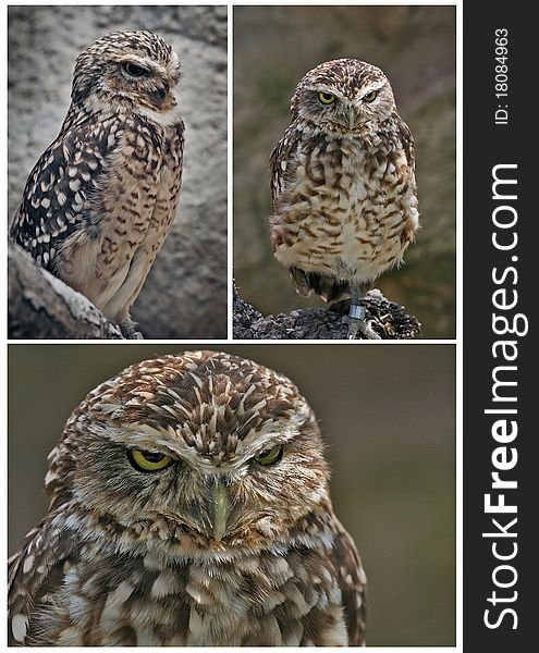 Compilation of owl in different poses