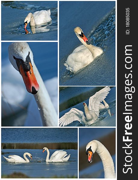 Swan Collection