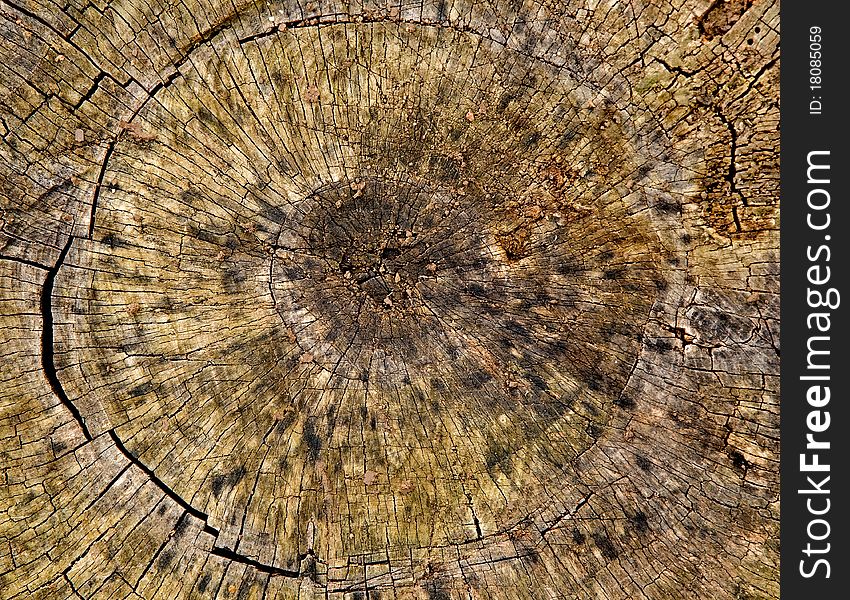 Stump is photographed a close-up