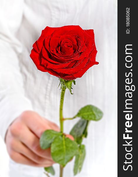 Man holds one rose in a hand. Man holds one rose in a hand