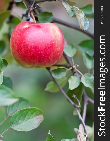 Red Big Apple On A Branch With Green Leaves