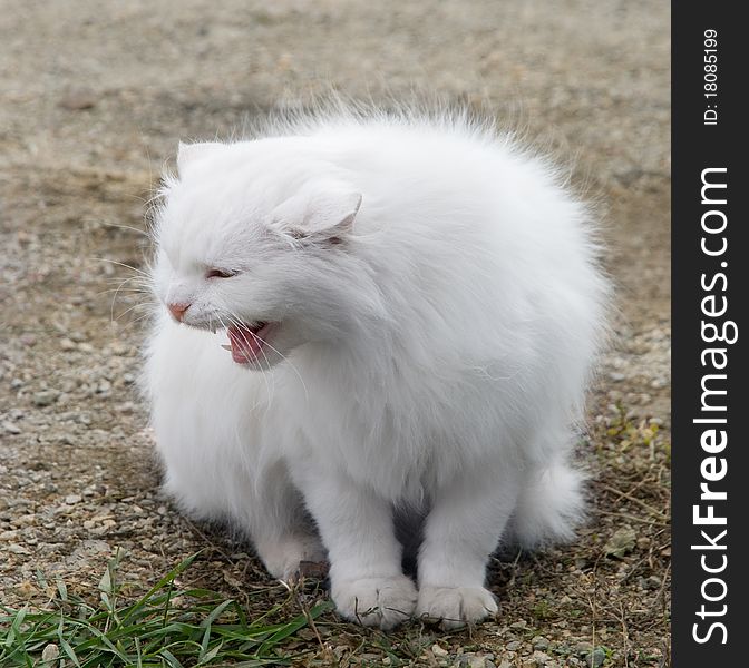 The white fluffy cat is photographed close-up