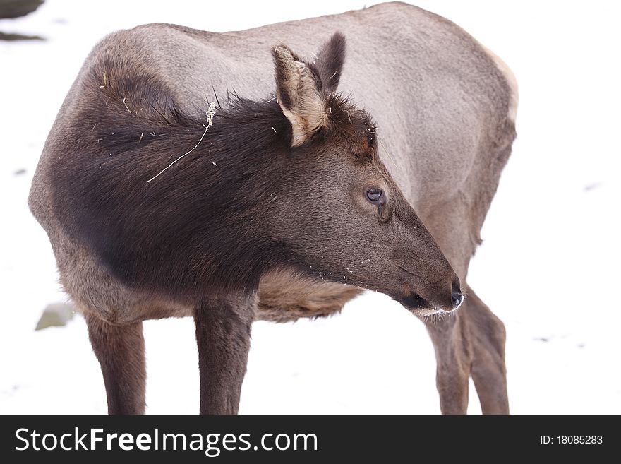 The american elk or watipi (Cervus canadensis) is one of the largest species of deer in the world and one of the largest land mammals in North America and eastern Asia.